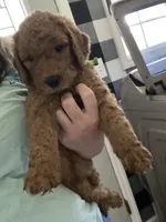 Gus, a male Goldendoodle for sale in Fayetteville, TN – 1 of 2
