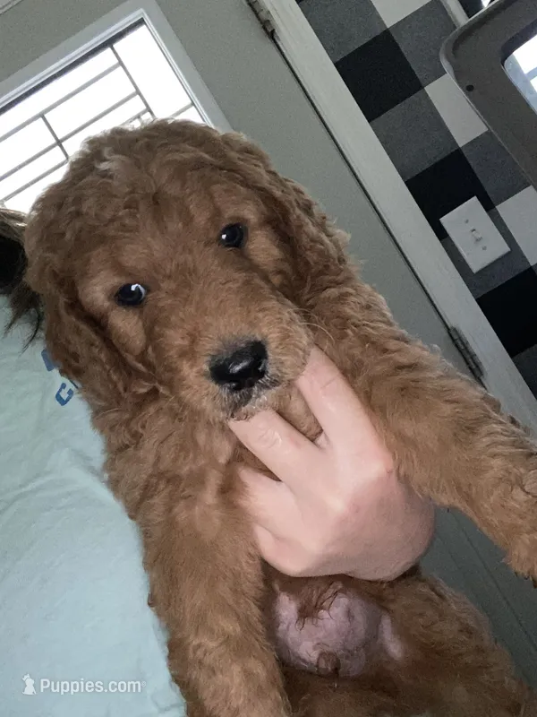 Ollie – Goldendoodle puppy for sale in Fayetteville, TN