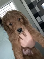Ollie, a male Goldendoodle for sale in Fayetteville, TN – 1 of 1
