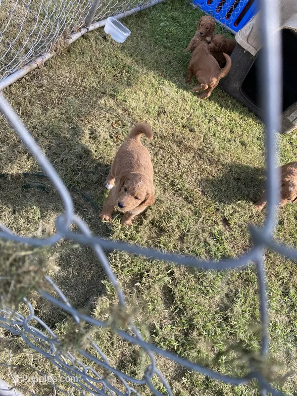 Teddy – Miniature Goldendoodle puppy for sale in Fayetteville, TN