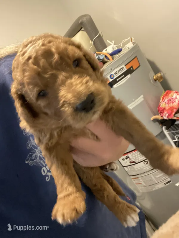 Baileys puppies  – Goldendoodle puppy for sale in Fayetteville, TN