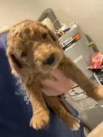 Baileys puppies , a male Goldendoodle for sale in Fayetteville, TN – 1 of 1