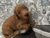 Whisky , a male Miniature Goldendoodle for sale in Fayetteville, TN – 2 of 2