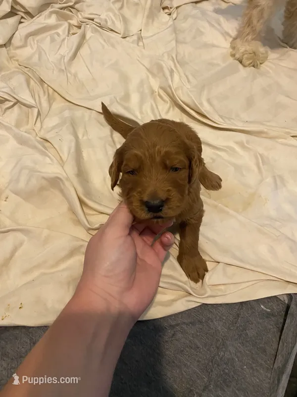 Whisky  – Miniature Goldendoodle puppy for sale in Fayetteville, TN