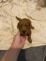 Whisky , a male Miniature Goldendoodle for sale in Fayetteville, TN – 1 of 1