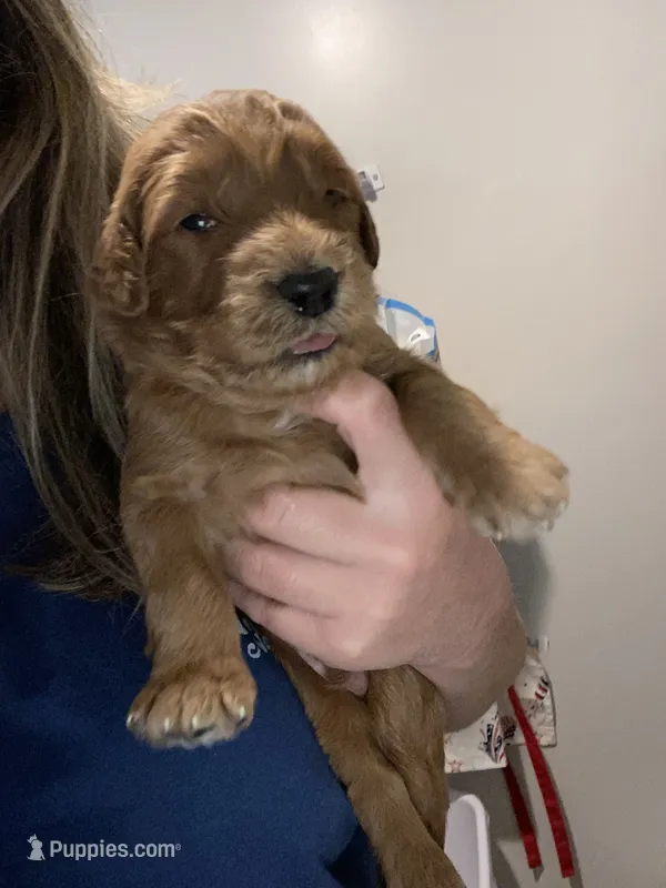 Baileys puppys – Goldendoodle puppy for sale in Fayetteville, TN