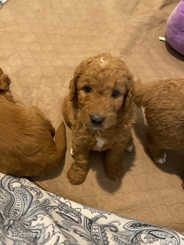 Ollie – Goldendoodle puppy for sale in Fayetteville, TN