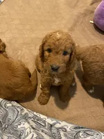 Ollie, a male Goldendoodle for sale in Fayetteville, TN – 1 of 1