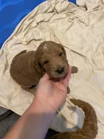 Teddy, a male Miniature Goldendoodle for sale in Fayetteville, TN – 1 of 1