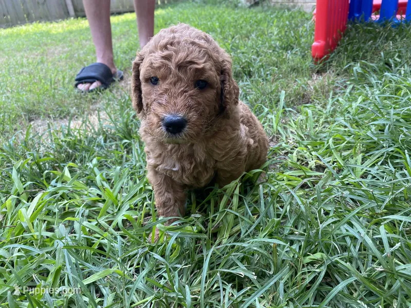 Gus – Miniature Goldendoodle puppy for sale in Fayetteville, TN