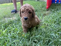 Gus, a male Miniature Goldendoodle for sale in Fayetteville, TN – 1 of 2