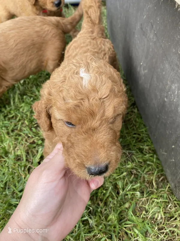Ollie – Miniature Goldendoodle puppy for sale in Fayetteville, TN