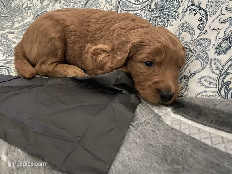 Whisky  – Miniature Goldendoodle puppy on hold in Fayetteville, TN