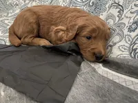 Whisky , a male Miniature Goldendoodle for sale in Fayetteville, TN – 1 of 2