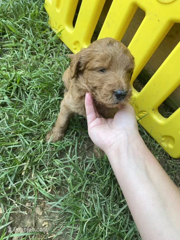 Milo  – Miniature Goldendoodle puppy for sale in Fayetteville, TN