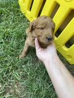 Milo , a male Miniature Goldendoodle for sale in Fayetteville, TN – 1 of 1