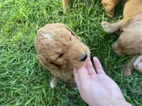 Ollie, a male Miniature Goldendoodle for sale in Fayetteville, TN – 2 of 2