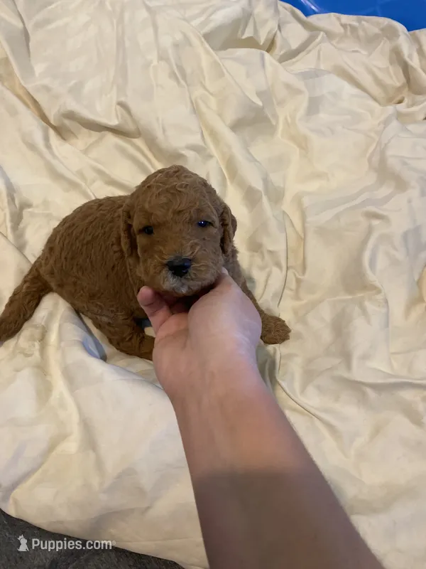 Gus – Miniature Goldendoodle puppy for sale in Fayetteville, TN