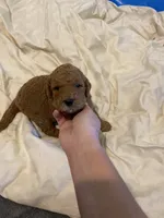 Gus, a male Miniature Goldendoodle for sale in Fayetteville, TN – 1 of 2