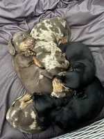 Whisky, a male Miniature Dachshund for sale in Smithfield, VA – 4 of 4