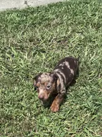 SOLD Toby, a male Miniature Dachshund for sale in Smithfield, VA – 2 of 3
