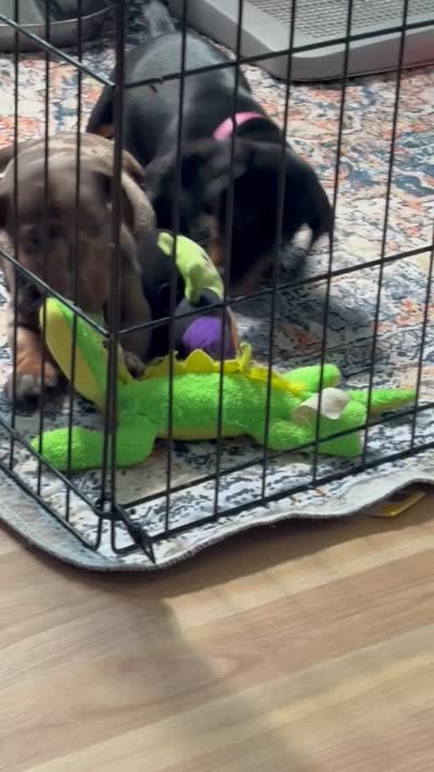 Cowboy, a male Miniature Dachshund for sale in Smithfield, VA – 6 of 8