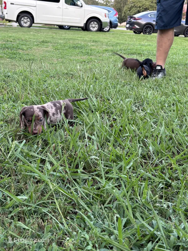 Cowboy  – Miniature Dachshund puppy for sale in Smithfield, VA