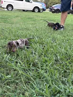 Cowboy SOLD , a male Miniature Dachshund for sale in Smithfield, VA – 1 of 3