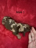 Toby, a male Miniature Dachshund for sale in Smithfield, VA – 3 of 4
