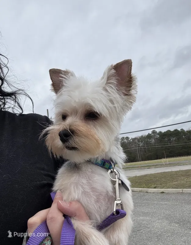 Morgan – Yorkshire Terrier puppy for sale in Smithfield, VA