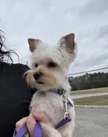 Morgan, a female Yorkshire Terrier for sale in Smithfield, VA – 1 of 4
