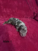 Toby, a male Miniature Dachshund for sale in Smithfield, VA – 2 of 4