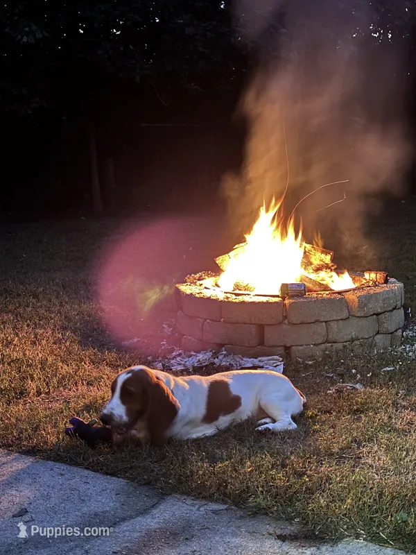 Penny Lane – Basset Hound puppy for sale in Smithfield, VA