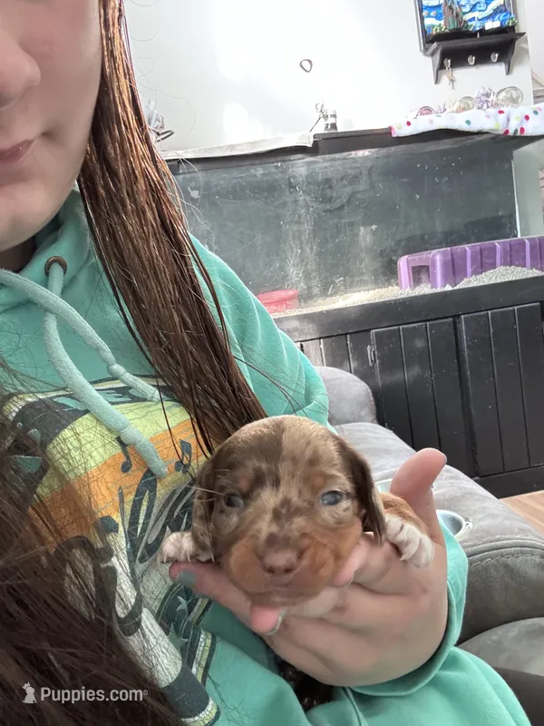 Cowboy  – Miniature Dachshund puppy for sale in Smithfield, VA