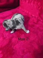 Cowboy, a male Miniature Dachshund for sale in Smithfield, VA – 2 of 4