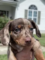 Cowboy SOLD , a male Miniature Dachshund for sale in Smithfield, VA – 3 of 3