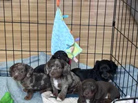 Cowboy, a male Miniature Dachshund for sale in Smithfield, VA – 5 of 8
