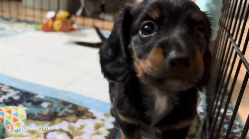 Willow  – Miniature Dachshund puppy for sale in Smithfield, VA