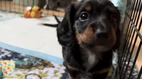 Willow SOLD , a female Miniature Dachshund for sale in Smithfield, VA – 1 of 5