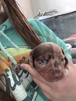 Cowboy, a male Miniature Dachshund for sale in Smithfield, VA – 4 of 8