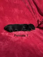 Tequila, a female Miniature Dachshund for sale in Smithfield, VA – 2 of 4