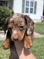 SOLD Toby, a male Miniature Dachshund for sale in Smithfield, VA – 3 of 3
