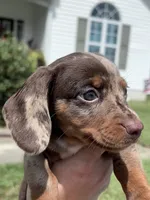 Cowboy SOLD , a male Miniature Dachshund for sale in Smithfield, VA – 2 of 3