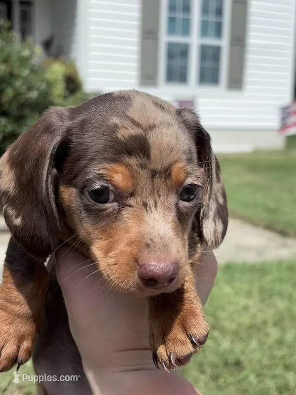 Toby – Miniature Dachshund puppy for sale in Smithfield, VA