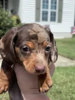 SOLD Toby, a male Miniature Dachshund for sale in Smithfield, VA – 1 of 3