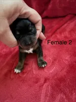 Izzy ON HOLD, a female Miniature Dachshund for sale in Smithfield, VA – 1 of 4