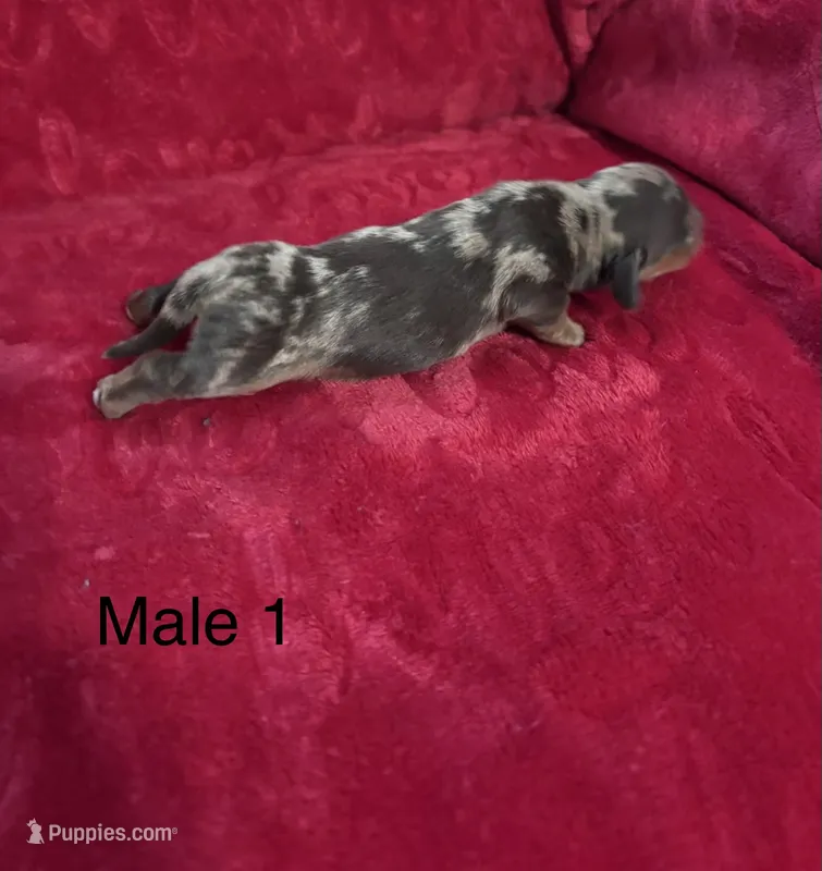 Toby – Miniature Dachshund puppy for sale in Smithfield, VA