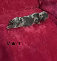 Toby, a male Miniature Dachshund for sale in Smithfield, VA – 1 of 4