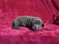Spike, a male Miniature Dachshund for sale in Smithfield, VA – 3 of 3