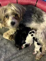 Morgan, a female Yorkshire Terrier for sale in Smithfield, VA – 3 of 4